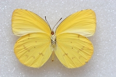 Pyrisitia dina westwoodi