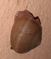 Ariophanta exilis