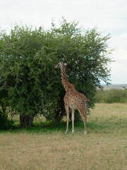 Giraffa camelopardalis