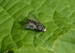 Metopia argyrocephala