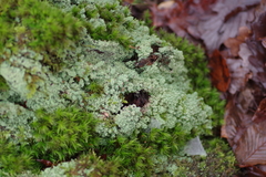 Cladonia squamosa
