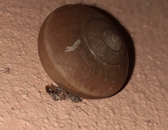 Ariophanta exilis