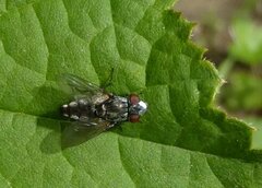 Metopia argyrocephala
