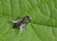 Metopia argyrocephala