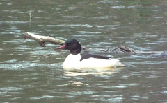 Mergus merganser