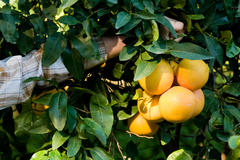 Citrus paridisi