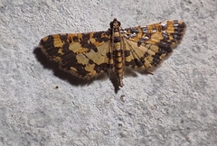 Eurrhyparodes tricoloralis