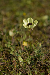 Ranunculus asiaticus
