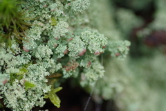 Cladonia squamosa