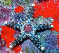 Neoferdina cumingi