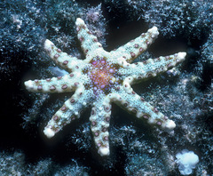 Neoferdina cumingi