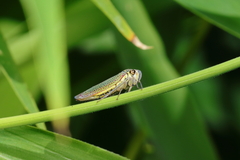 Macugonalia cavifrons