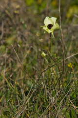 Ranunculus asiaticus