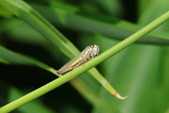 Macugonalia cavifrons