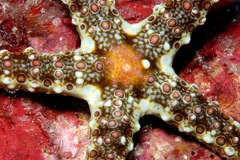 Neoferdina cumingi