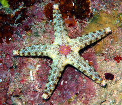 Neoferdina cumingi