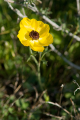Ranunculus asiaticus