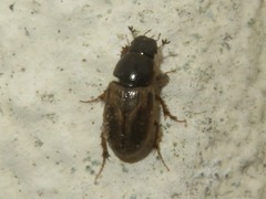 Melinopterus