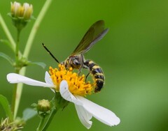 Phalerimeris phalerata