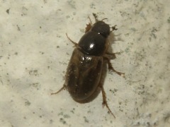 Melinopterus