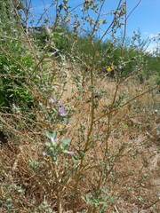 Podalyria sericea