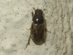 Melinopterus