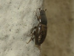 Melinopterus