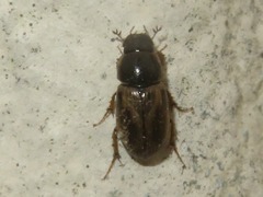 Melinopterus
