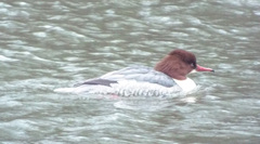 Mergus merganser