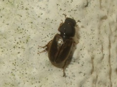 Melinopterus