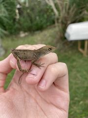Anolis sagrei