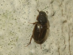 Melinopterus