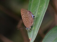 Arhopala athada