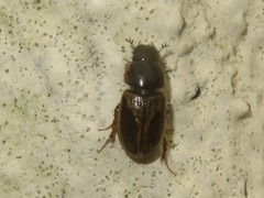 Melinopterus