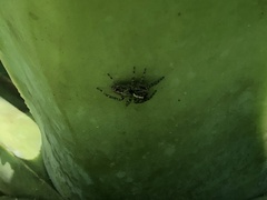 Asaphobelis physonychus