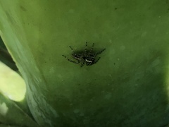 Asaphobelis physonychus