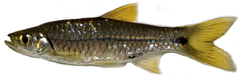 Common Rasbora photo 4