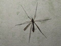 Ptychoptera albimana