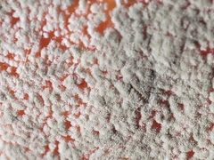 Penicillium digitatum