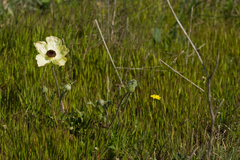 Ranunculus asiaticus