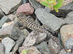 Sceloporus malachiticus