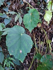 Begonia chitoensis