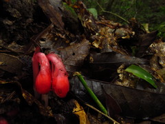Monotropa coccinea