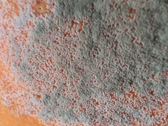 Penicillium digitatum