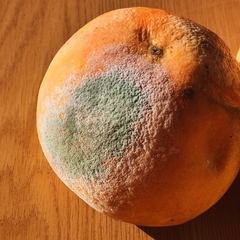 Penicillium digitatum