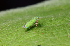 Versigonalia vermiculata