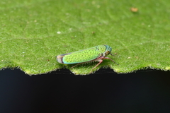 Versigonalia vermiculata