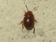 Leiodes cinnamomea