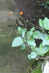 Crassocephalum crepidioides