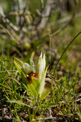 Ophrys apifera